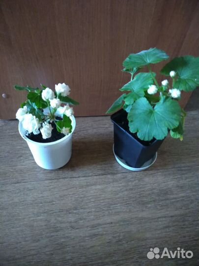 Пеларгония герань