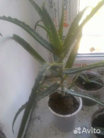 Алоэ лечебное