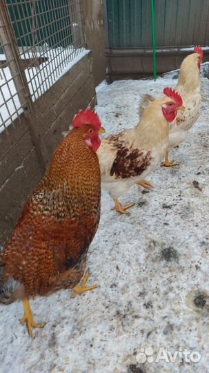 Куры молодки