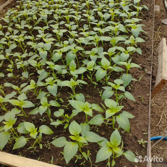 Рассада помидор и перцев