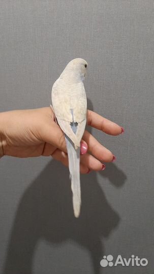 Волнистые попугаи