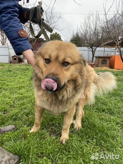 Собаки бесплатно