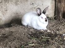 Крольчиха кролик