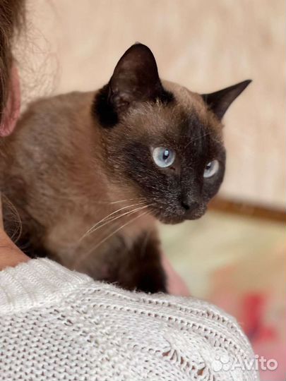 Кошка в дар