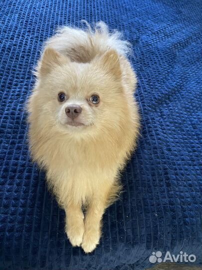 Щенки немецкого шпица