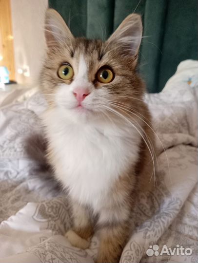 Котенок девочка в дар