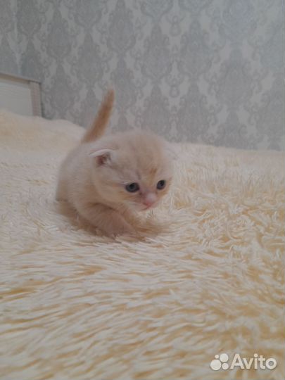 Вислоухие котята