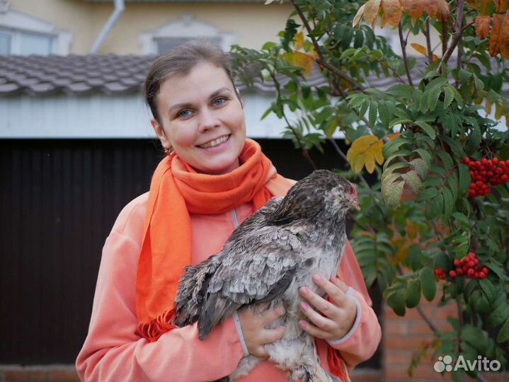 Инкубационное яйцо фавероль