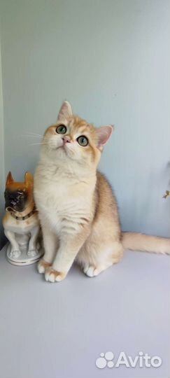 Золотая девочка