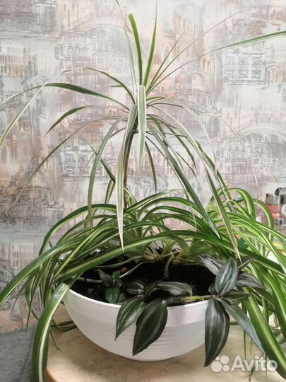 Драцена, хлорофитум, традисканция Зибрина