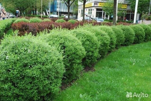 Спирея грефшейм