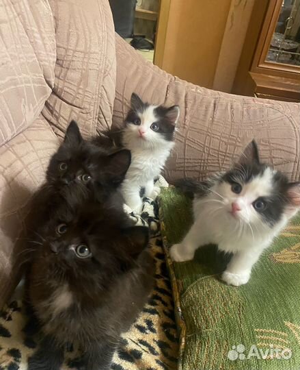 Отдают бесплатно котят