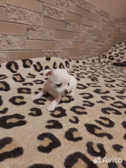 Щенки чихуахуа мини