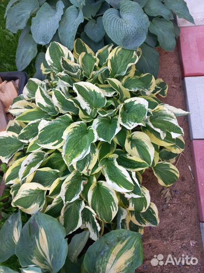 Хоста растение