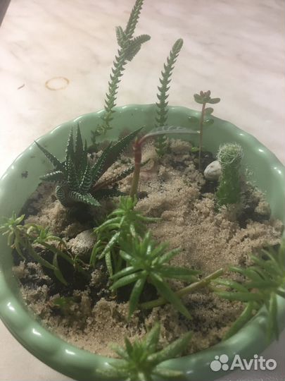 Замиокулькас и др. Комнатные растения