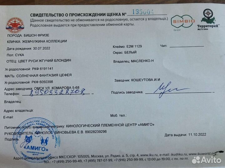 Бишон фризе