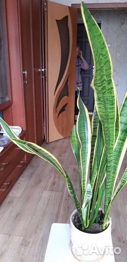 Сансевиерия Лауренти