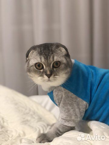 Шотландский кот вязка