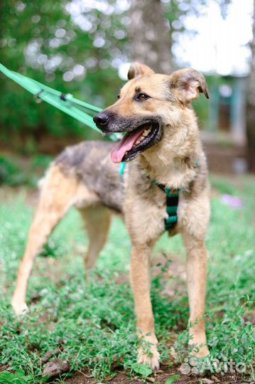 Собаку сдали в приют как ненужную вещь