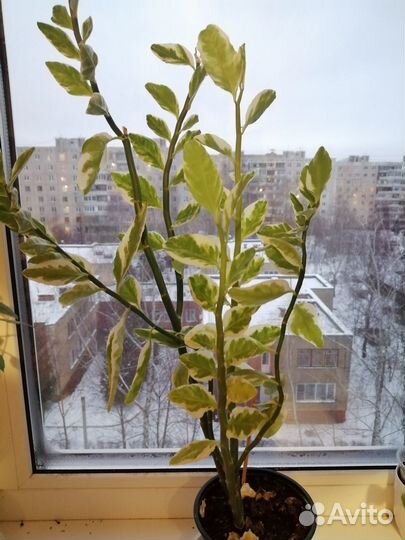 Педилантус