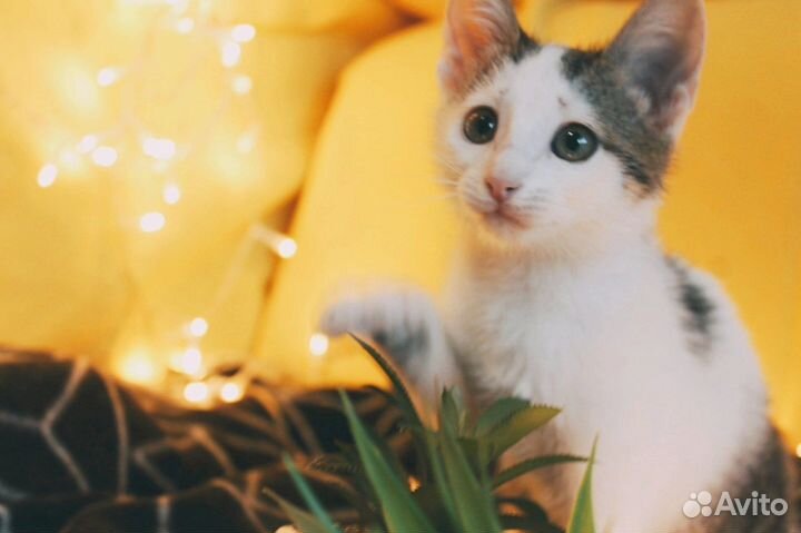 Кошечка в добрые ручки