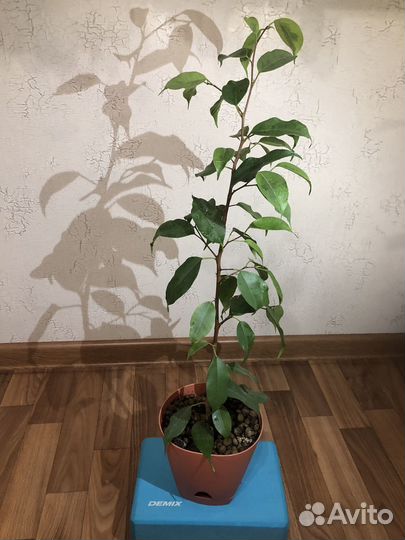 Фикус бенджамина