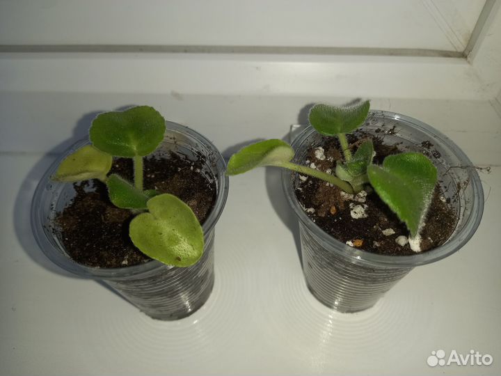 Фиалка Свадебный букет (детки)