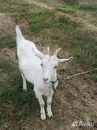 Козлята