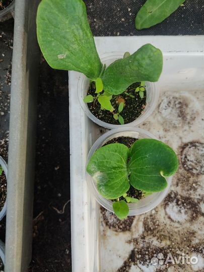 Рассада тыквы и дыни