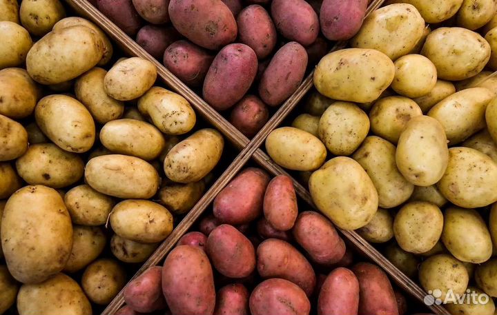 Картофель семенной