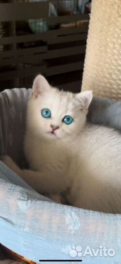 Британская серебристая шиншилла