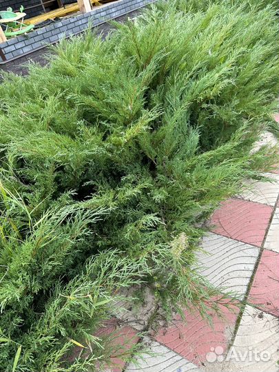 Веники из можжевельника