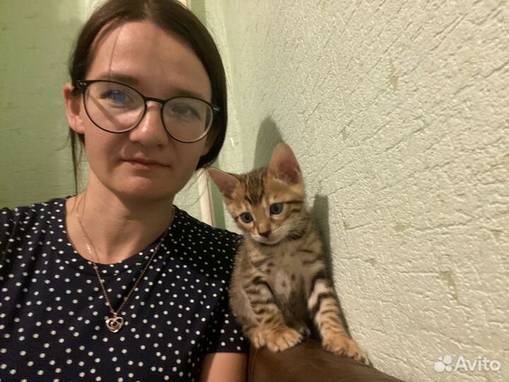 Бенгальские котики