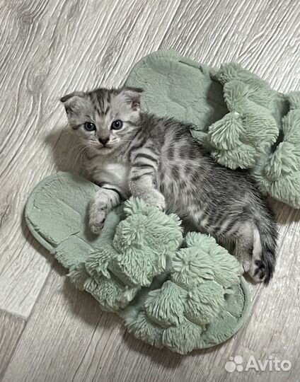 Шотланский котенок