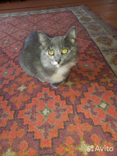 В добрые руки