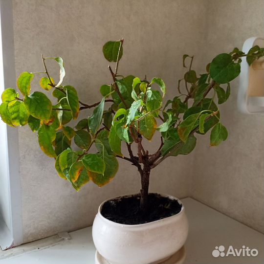 Бугенвиллия розовая