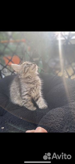 Кошка в дар