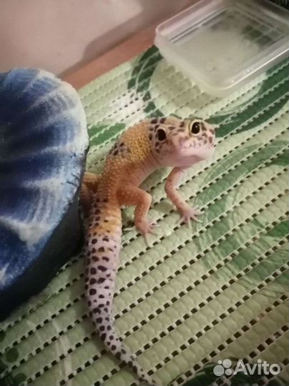 Эублефар с террариумом