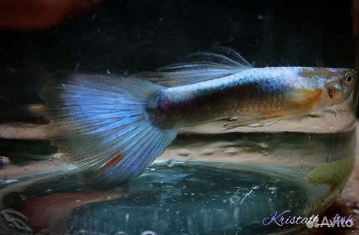 Аквариумные рыбки