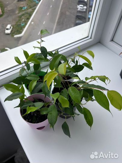 Домашние цветы