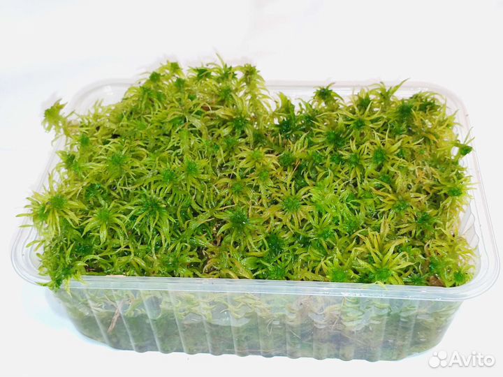 Мох сфагнум живой. Свежий сбор