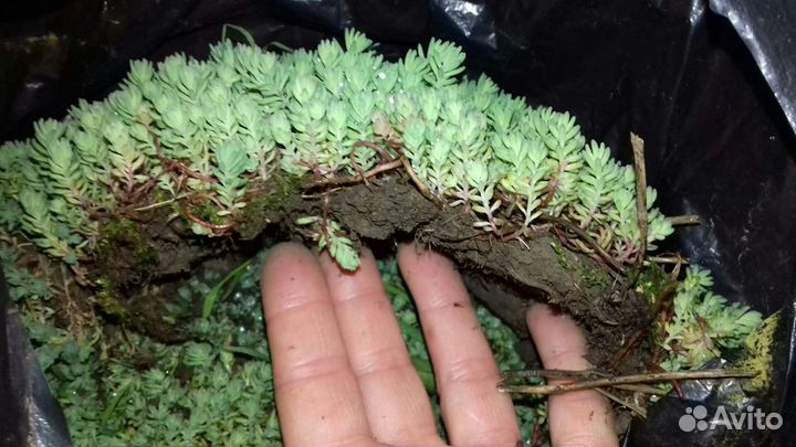 Очиток (почвопокрывное растение)