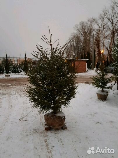 Саженцы ели обыкновенной 1,5-2м