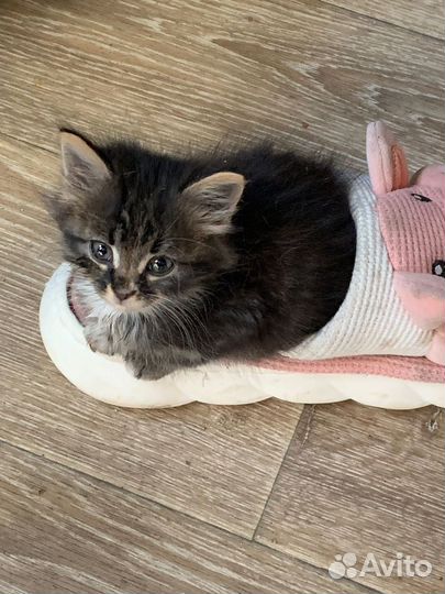 Кошка, коты