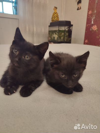 Котята в добрые руки приучены к лотку