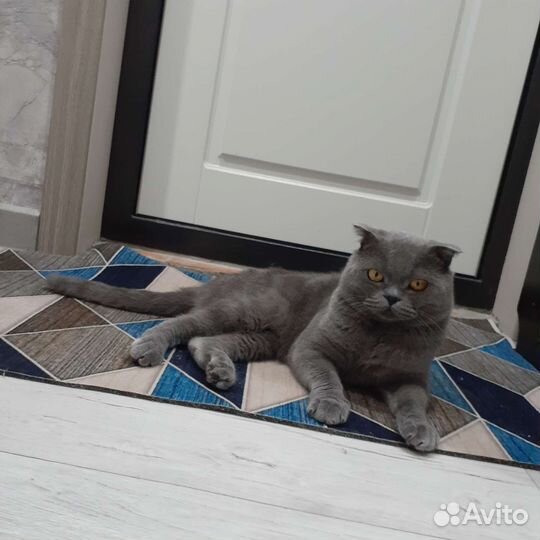 Британский вислоухий