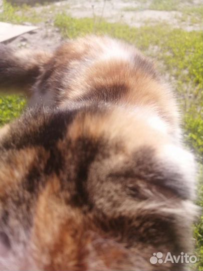 Потерялась кошка