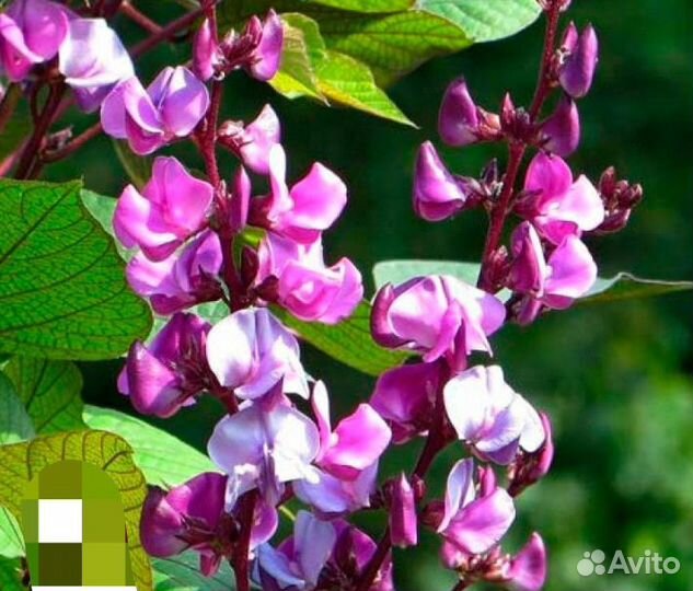 Долихос- вьющееся растение