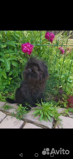 Аффенпинчер