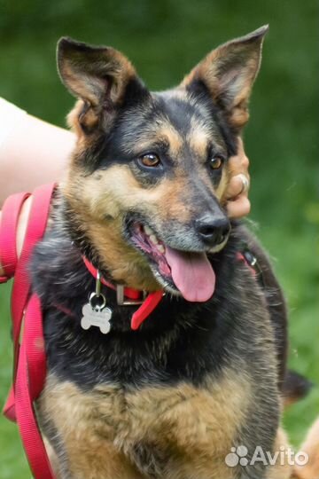 Семейная мини-овчарка Джоли в добрые руки